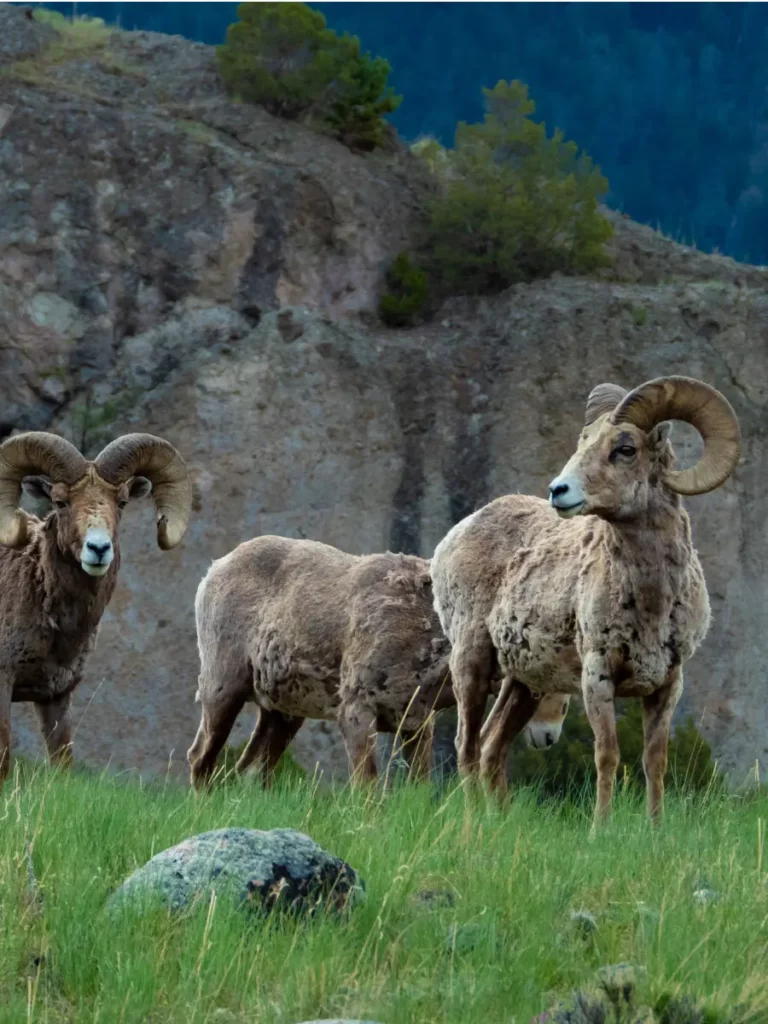 Big horn sheep seen on a rafting trip. 